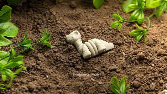 Baby Brontosaurus Skeleton – Tiny Fossil Fun!