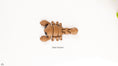 Load image into Gallery viewer, Baby Flexi Scorpion – Tiny but Fierce!
