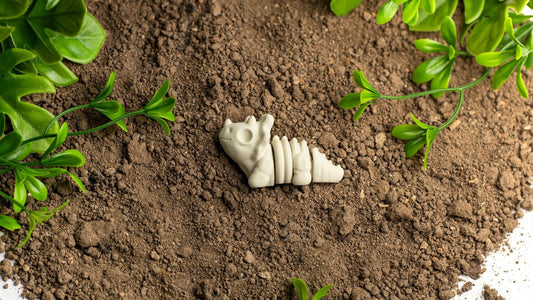 Tiny Triceratops Skeleton