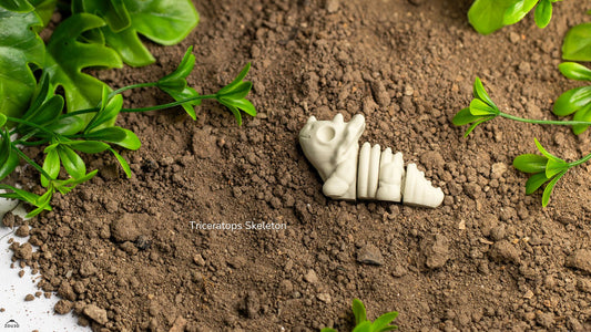 Baby Triceratops Skeleton – Mini Articulated Dino
